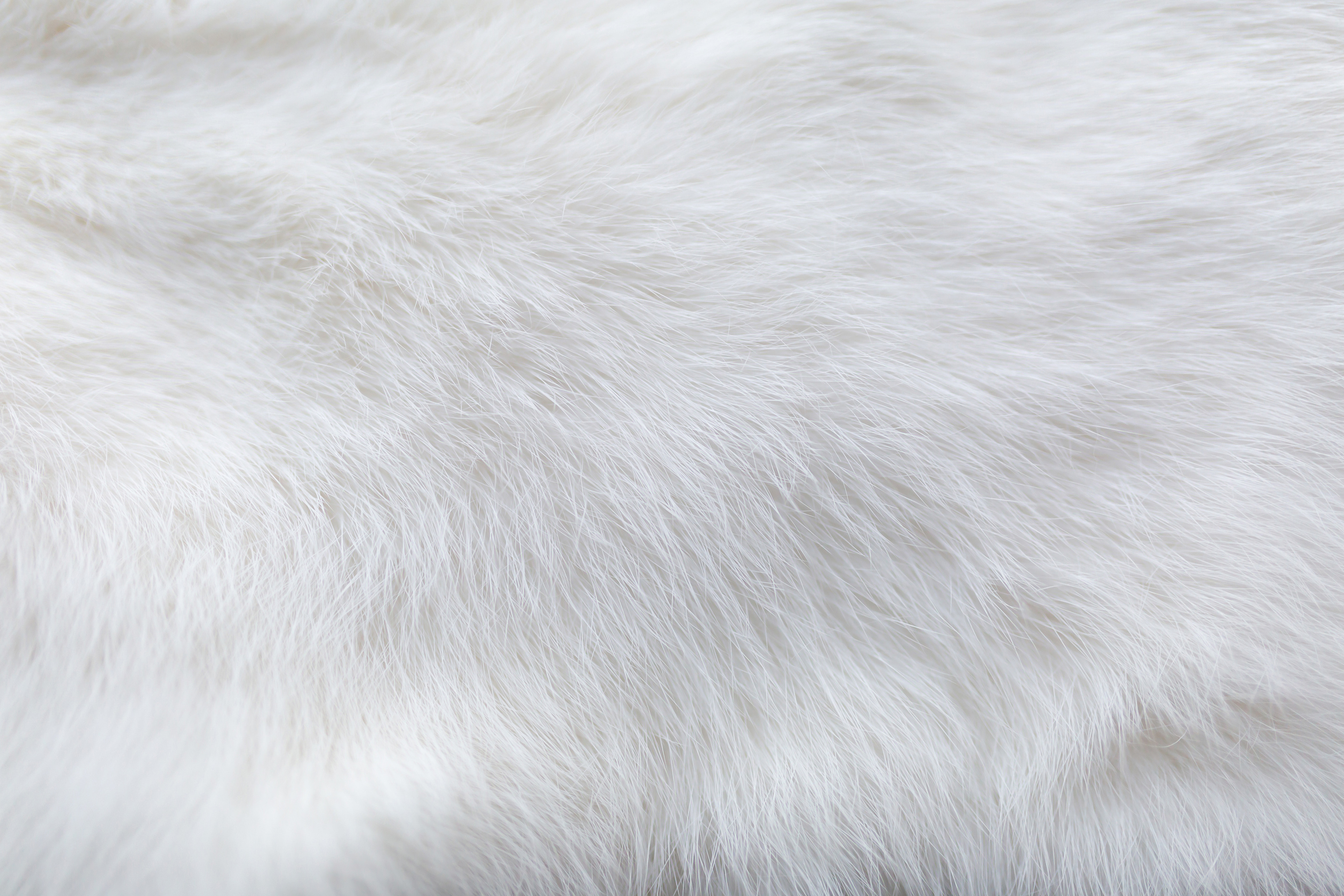 White fur background texture. Fluffy rabbit fur